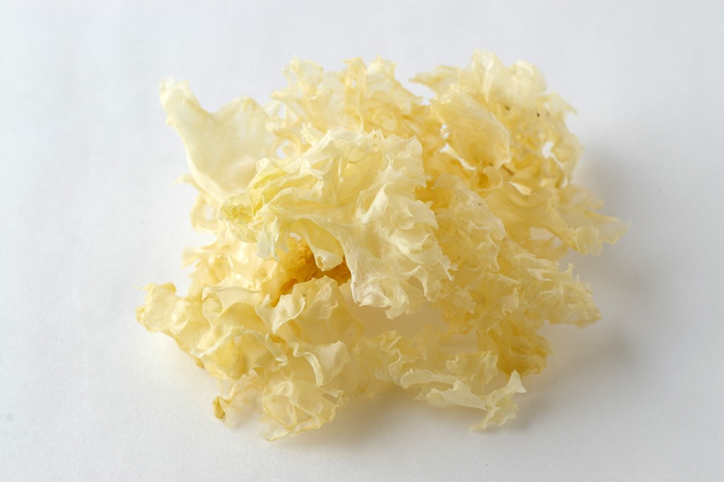 shirokikurage